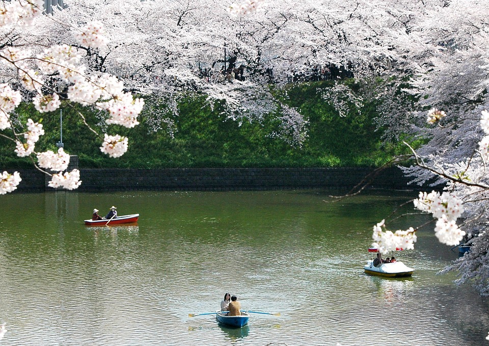 fioritura ciliegi Giappone tour gruppo